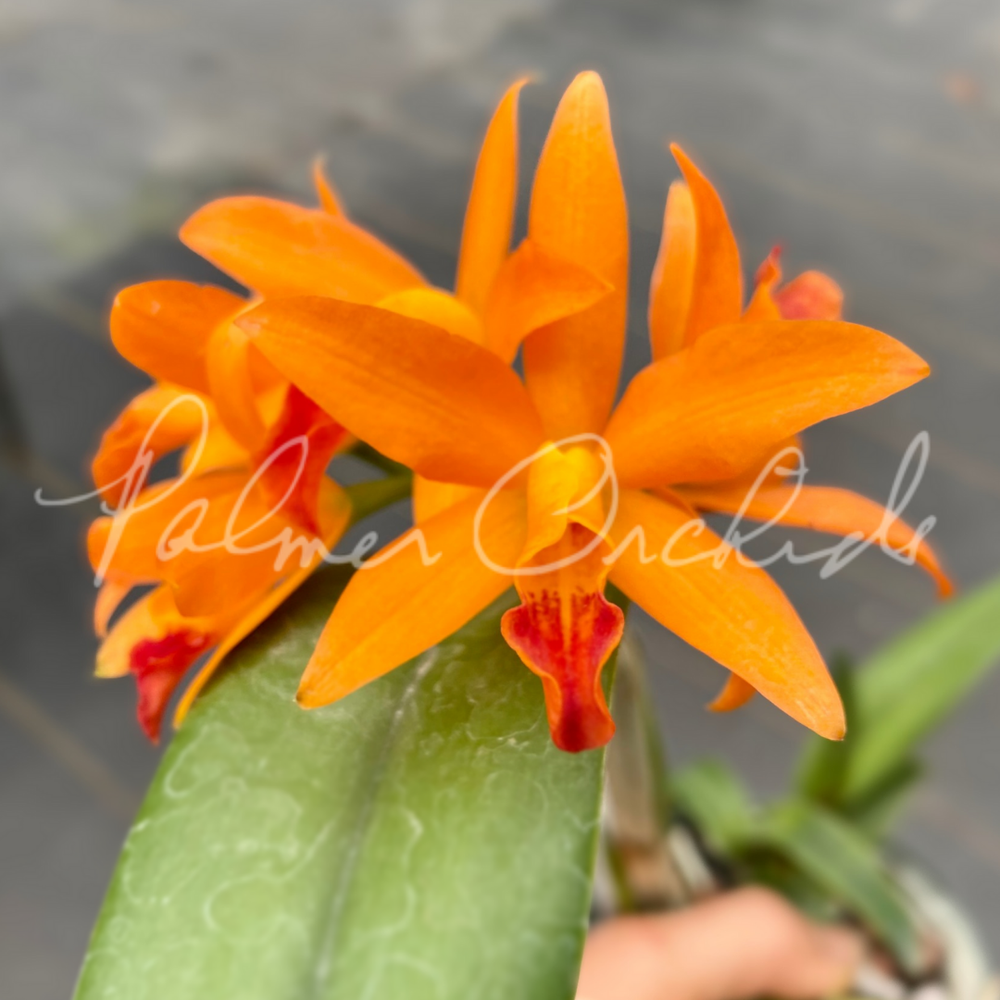 Rth. Linda Vee — Palmer Orchids